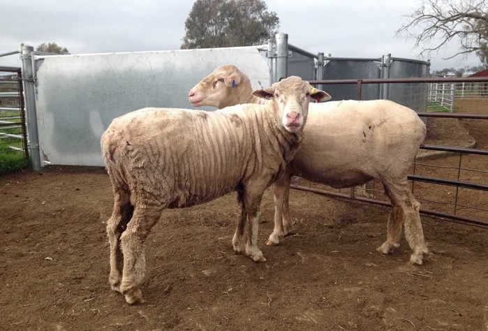 The image below was taken shortly after shearing and clearly depicts the wrinkly versus smooth sheep skin types. © Dr Jim Watts of SRS Merino